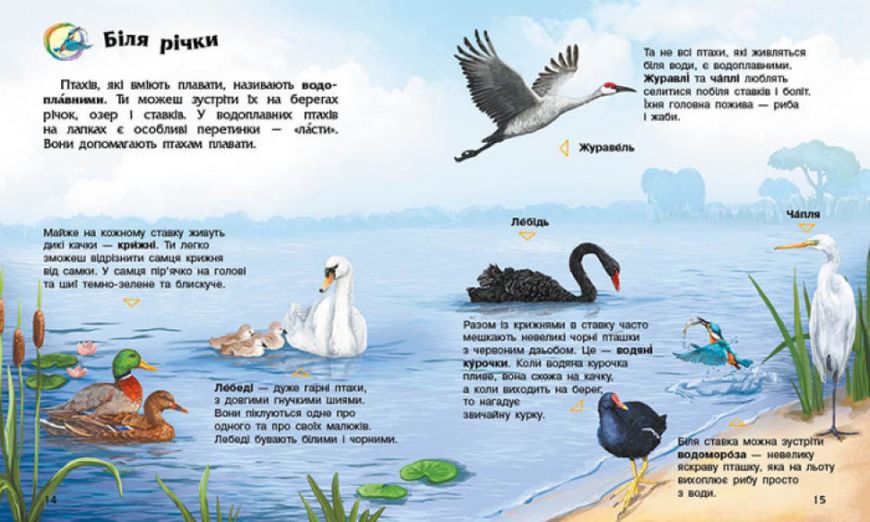 Енциклопедія дошкільника : Птахи
