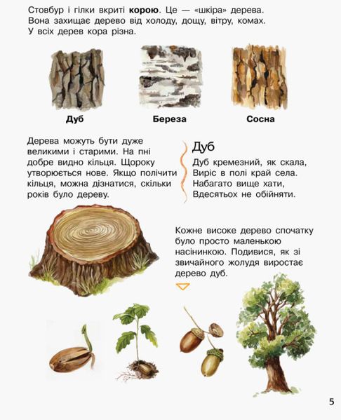 Енциклопедія дошкільника (нова) : Ліс