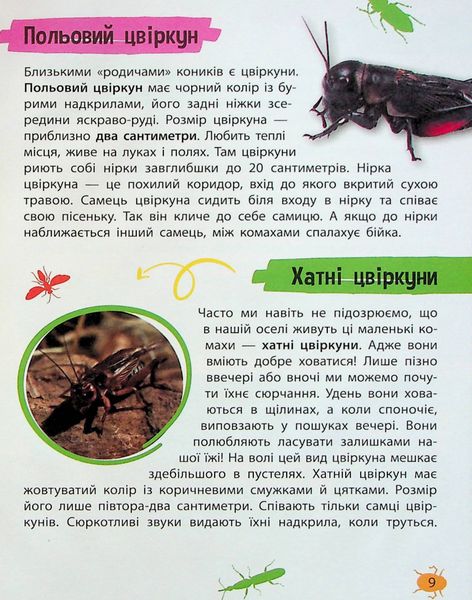 Мініенциклопедія. Комахи та павуки 251 фото книги