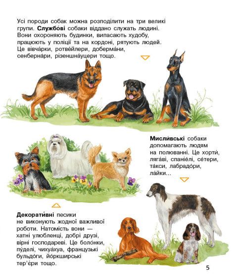 Енциклопедія дошкільника (нова) : Собаки