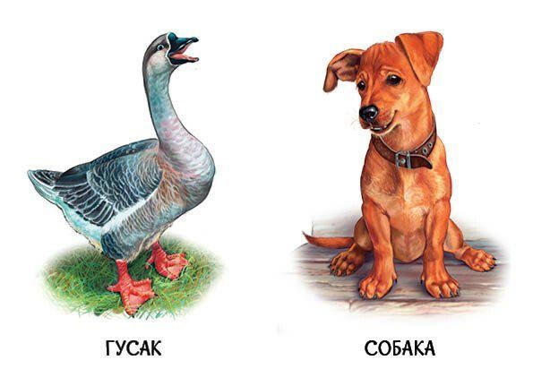 22 картинки. Свійські тварини