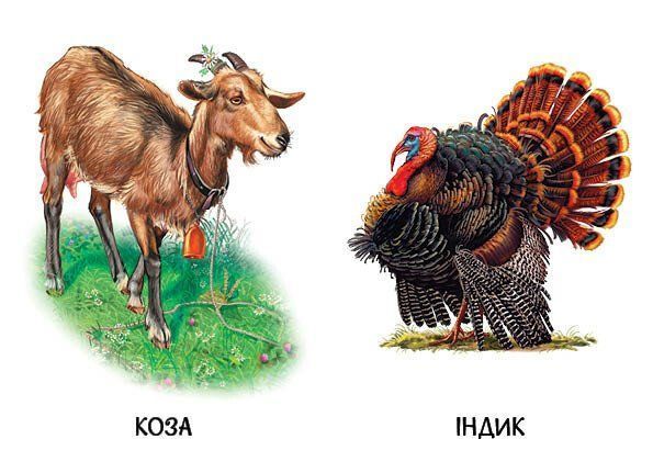 22 картинки. Свійські тварини