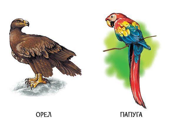 22 картинки. Улюблені тварини