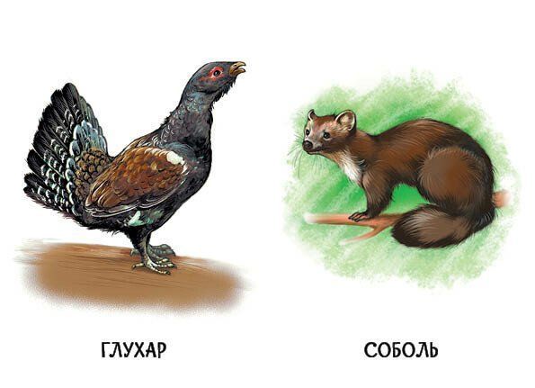 22 картинки. Улюблені тварини
