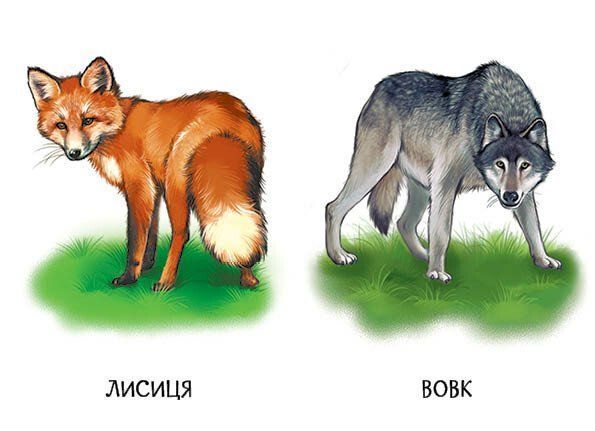 22 картинки. Улюблені тварини